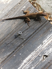 Anolis sagrei