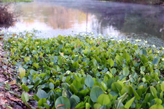 Hydrocleys nymphoides