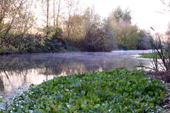 Hydrocleys nymphoides