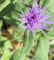Centaurea nigrescens