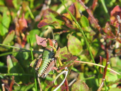 Cophopodisma pyrenaea