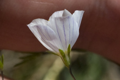 Leptosiphon liniflorus