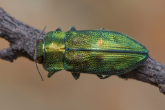 Trigonogenium angulosum