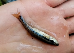 Phoxinus strymonicus