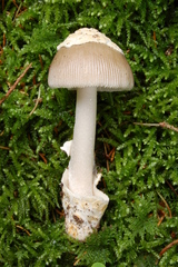Amanita brunneofuliginea