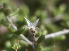 Grahamia bracteata