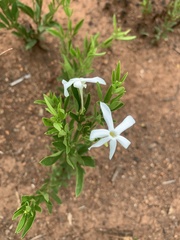Jasminum quinatum