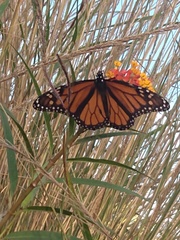 Danaus plexippus