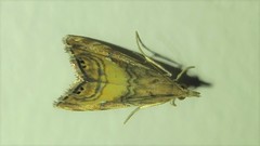 Glaucocharis chrysochyta