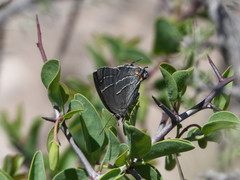 Atlides thargelia