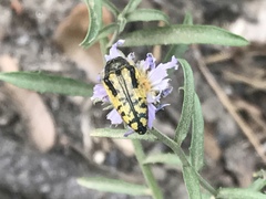 Acmaeodera amplicollis