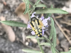 Acmaeodera amplicollis