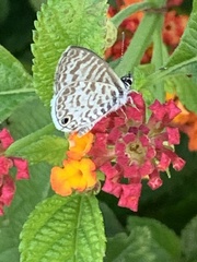 Leptotes cassius