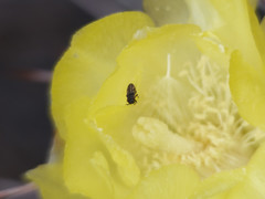 Atacamita