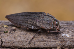 Ectinogonia buquetii