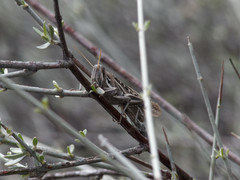 Schistocerca cancellata