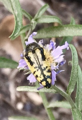 Acmaeodera amplicollis
