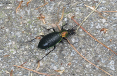 Carabus jankowskii