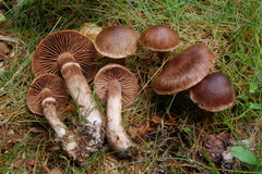 Cortinarius brunneus