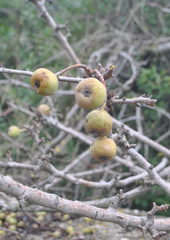 Pyrus syriaca