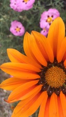 Asteraceae