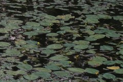 Nuphar pumila