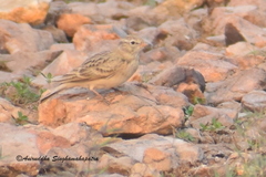 Calandrella acutirostris
