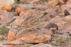 Calandrella acutirostris