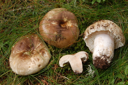 Representative image of Russula adusta