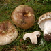 Blackening Russula - Photo (c) Marco Floriani, some rights reserved (CC BY-NC), uploaded by Marco Floriani