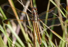 Libellula flavida
