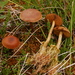 Cortinarius Sect. Dermocybe - Photo (c) Marco Floriani, some rights reserved (CC BY-NC), uploaded by Marco Floriani