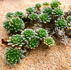 Heliotropium anomalum