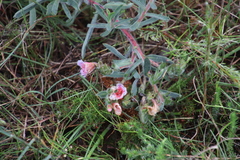 Lobostemon curvifolius