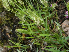 Anthoxanthum aristatum