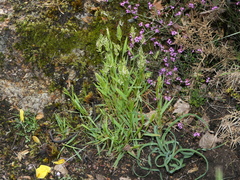 Anthoxanthum aristatum