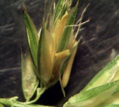 Anthoxanthum aristatum