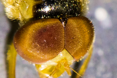 Copestylum sexmaculatum