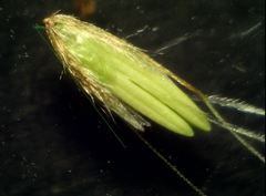 Anthoxanthum aristatum