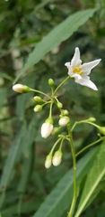 Solanum aligerum