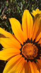 Gazania