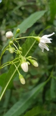 Solanum aligerum
