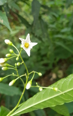 Solanum aligerum