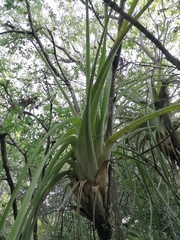 Tillandsia huamelulaensis