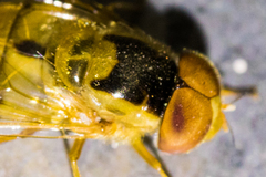 Copestylum sexmaculatum