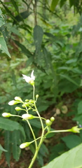 Solanum aligerum