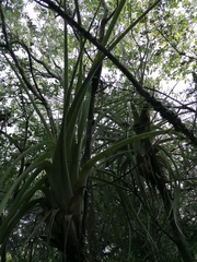 Tillandsia huamelulaensis