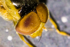 Copestylum sexmaculatum