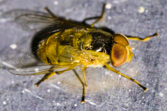 Copestylum sexmaculatum