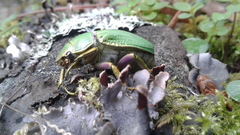Chrysina laniventris